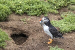 Puffin with sand eels in its beak outside its burrow on Skomer Island, Pembrokeshire